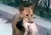 غزہ میں بچے کی نعش منہ میں دبائے کتے کی تصویروائرل