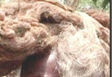 چالیس سال سے بال دھونے اور نہ کٹوانے والا بھارتی شہری