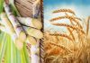 گندم کی امدادی قیمت خرید، 1400 گنے کی 200 روپے تک ہونے کا امکان