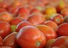 ٹماٹر کی گرتی ہوتی ہوئی قیمت کو پھر پَر لگ گئے
