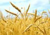 پنجاب میں آرگینک طریقے سے گلوٹن فری گندم کی کاشت کا کامیاب تجربہ