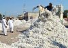 سندھ اور پنجاب میں نئے کاٹن جننگ سیزن کا باقاعدہ آغازکردیا گیا