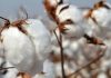 مقامی کاٹن مارکیٹوں میں روئی اور پھٹی کی قیمتوں میں تیزی کا رجحان