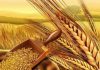 زرعی اجناس کی سرکاری سطع پر خرید