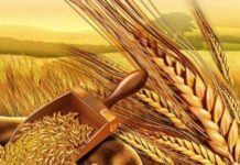 زرعی اجناس کی سرکاری سطع پر خرید