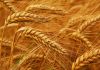 گندم بحران، حکومت انڈونیشیا کی طرح زرعی مارکیٹ پر کنٹرول کم کرے